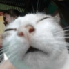 Cute Cats 🐱 14
