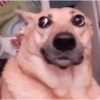 Dogs engraçados  11