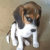 Suspicious doggies 11