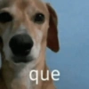 Dogs engraçados  12