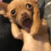 Dogs engraçados  6