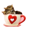 Buongiorno 8