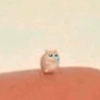 Hamster 🐹 14