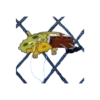 Bob Toronja Randoms 5