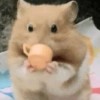 Hamster 🐹 6
