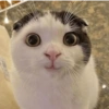 ❤️🐱Michitos reacciones🐱❤️ 12