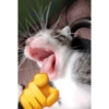Kucing imut 2 25