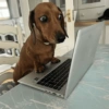 Suspicious doggies 12