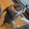 🩵Animalitos para responder🩵 15