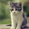 Gatitos para Mandar! 🐈‍⬛ 15