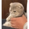 Angry cat 12