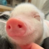 Porquinho Fofo Reações 🐷 13