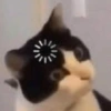 Cute Cats 🐱 13