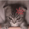 KUCING GEMOYY 7