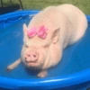 Porquinho Fofo Reações 🐷 17