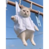 Gatos fofinhos 😍 9