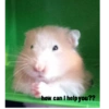 Hamster 5