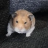 Hamster Fofo Reações 🐹 14