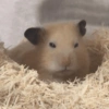 Hamster Fofo Reações 🐹 23