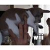 Juanito Chihuahua 5