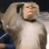 🍌🐒 MONOS 🐒🍌 14