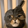 🐱Michitos bonitos🐱 15