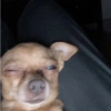 🐶 PERRITOS MOODS 3 🐾 5
