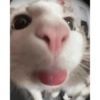 Kucing imut 2 11