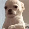 Dogs engraçados  15