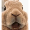 Coelho Fofo Reações 🐰 6