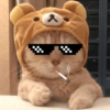 Cute Cats 🐱 10