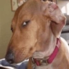 Suspicious doggies 10