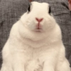 Coelho Fofo Reações 🐰 16