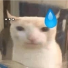 Meme kucing 14