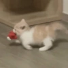 🐱Gatitos🐱 8