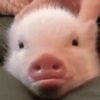 Porquinho Fofo Reações 🐷 16