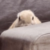 Coelho Fofo Reações 🐰 14