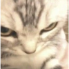🤓 GATOOOZ !!¡¡😺🗯️ㅤㅤ 10