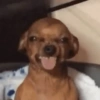 Dogs engraçados  5