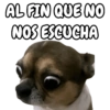 🐕🐶Perrito sin palabras 😬🙁 10
