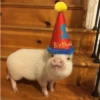Porquinho Fofo Reações 🐷 18