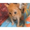 Gatitos Pa' ti & Pa' mi 🥰2 14