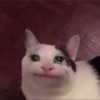 Gatitos tristes 6