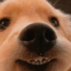 Dogs engraçados  12