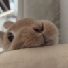Coelho Fofo Reações 🐰 18