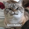 Cute Cats 🐱 11