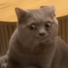❤️🐱Michitos reacciones🐱❤️ 11