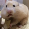 Hamster Fofo Reações 🐹 15