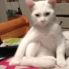 💕🐱Michitos para tus chats🐱💕 8