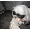 Cachorro memes 14
